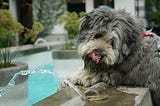 5 Types Of Water You Should Never Give To Your Dog