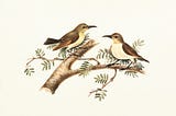 Sunbirds (Nectarinia)