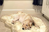 luxury-faux-fur-orthopedic-dog-bed-memory-foam-pup-rug-for-small-medium-large-and-xl-pets-bone-white-1