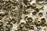 The Late Ordovician Mass Extinction