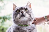 The Aging Cat: How to Care for Senior Cats and Keep Them Comfortable
