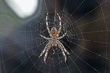 A Sticky  Web of Spidery Songs