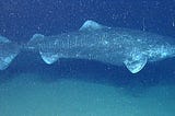 The World’s Oldest Living Vertebrate