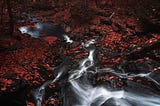 A forest scene during fall with a stream through the piles of fallen leaves