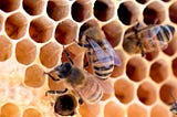 Inside the Hive — a New Study Reveals the Construction Mastery of Bees