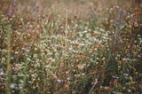 My Mother’s Bermuda Grass