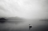 Swan on still lake…