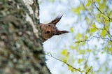 The Quiet Power of Curiosity