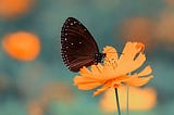 On digital cameras, there is a macro button, which zooms into the target area — say, a butterfly on a flower