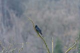 A beautiful painting of a blue bird on a single vine with a pastel light blue background