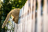 Venting — you let your cat on your balcony and it fell 7 stories