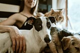 In this image, a person is sitting with a group of animals, which includes a black and white dog, a smaller, tan-colored dog, and an orange tabby cat. The black and white dog, likely a Whippet or Greyhound, is in the foreground, looking directly at the camera with a gentle expression. The smaller dog appears to be resting next to it, and the cat is lounging nearby in the background. The person is not fully visible, but part of their arm is gently resting on the dog in the foreground, adding a se