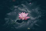 A beautiful pink lotus flower grows out of the mud