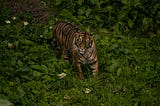 Hunting Shadows: My Tiger King Inspired Short Story
