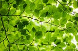 The Core of Decision Tree Mechanics: Impurity, Gain, and Greedy Algorithms
