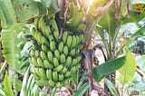 The Very Long Journey of a Banana