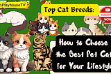 Top Cat Breeds: How to Choose the Best Pet Cat for Your Lifestyle