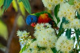A parrot eating flowers on a tree