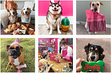 Woof Gang Bakery’s Evolution to TikTok