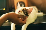 Hand stroking a cat under her chin.