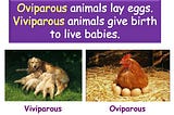 Oviparous animals lay eggs. Viviparous animals give birth to live babies.