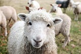 Yahweh’s Sheep