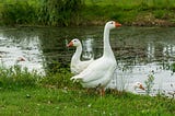 White geese on a green riverbank