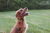How to Use Body Language to Help Your Dog Behave