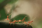 Ants, Asia and the Secrets of the Mundane