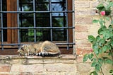 cat sleeping in a window sill