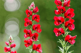 Snapdragon-Pho-1