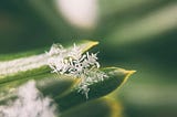 Running MongoDB and Mongo-Express in Snowflake’s Native App Framework