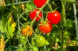 Is Your Tomato Plants Too Big