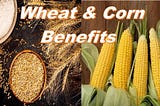 What are the Benefits of Eating wheat and Corn?