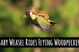 Weasel Rides Woodpecker in Viral Photo — But Is It Real?