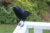 Crow stands, feet pointed together on a white wooden porch railing, leaning towards the photographer with a smile in her eyes.