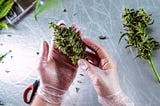 Top 3 Popular Cannabis Strains of 2022