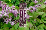 10 Amazing Health Benefits Of Horny Goat Weed