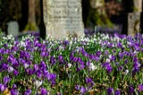 a field of purple & white crocus