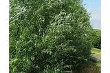 100-austree-hybrid-willow-trees-fastest-growing-shade-or-privacy-tree-austree-hybrid-willow-tree-100-1