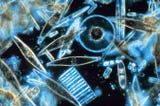 What have algae got to do with public services?