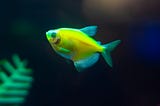 Green Neon Tetra: Care, Habitat, and Breeding