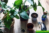 What You Need To Know About Well Draining Soil For Indoor Plants