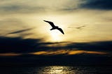 The Destination and Death of a Bird