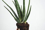 image of an aloe vera plant, being held in a hand