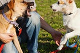 An angry dog on the left barks viciously at a scared-looking dog on the right.