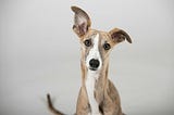 4 Types Of Dogs With “Timid” Personalities