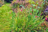 A grassy path between two borders in a garden. The borders are full of plants, most of then weeds. In the foreground, small red flowers on long green stems