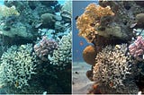 Filtering methods for underwater image