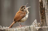 Wren with its beak open, probably shouting.